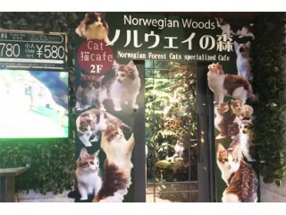地域共通クーポン対象 ワンドリンク付き 時間無制限 湯布院の猫カフェ専門店でノルウェージャンフォレストキャットと触れ合おう ノルウェイの森 じゃらん遊び体験 地域共通クーポン対象 ワンドリンク付き 時間無制限 湯布院の猫カフェ専門店でノルウェージャンフォレストキャットと触れ合おう ノルウェイの森 じゃらん遊び体験