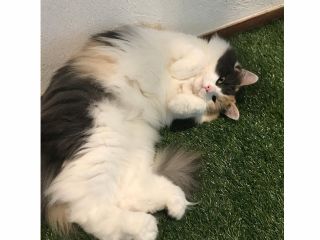 地域共通クーポン対象 ワンドリンク付き 時間無制限 湯布院の猫カフェ専門店でノルウェージャンフォレストキャットと触れ合おう ノルウェイの森 じゃらん遊び体験 地域共通クーポン対象 ワンドリンク付き 時間無制限 湯布院の猫カフェ専門店でノルウェージャンフォレストキャットと触れ合おう ノルウェイの森 じゃらん遊び体験