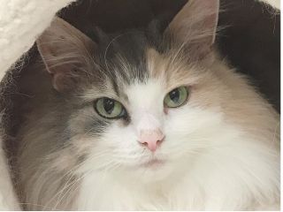 地域共通クーポン対象 ワンドリンク付き 時間無制限 湯布院の猫カフェ専門店でノルウェージャンフォレストキャットと触れ合おう ノルウェイの森 じゃらん遊び体験 地域共通クーポン対象 ワンドリンク付き 時間無制限 湯布院の猫カフェ専門店でノルウェージャンフォレストキャットと触れ合おう ノルウェイの森 じゃらん遊び体験