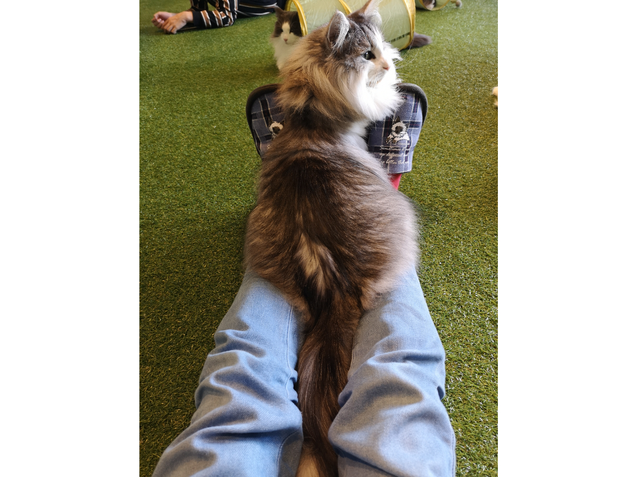 ワンドリンク付き 時間無制限 湯布院の猫カフェ専門店でノルウェージャンフォレストキャットと触れ合おう ノルウェイの森 じゃらん遊び体験