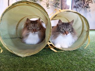 地域共通クーポン対象 ワンドリンク付き 時間無制限 湯布院の猫カフェ専門店でノルウェージャンフォレストキャットと触れ合おう ノルウェイの森 じゃらん遊び体験 地域共通クーポン対象 ワンドリンク付き 時間無制限 湯布院の猫カフェ専門店でノルウェージャンフォレストキャットと触れ合おう ノルウェイの森 じゃらん遊び体験