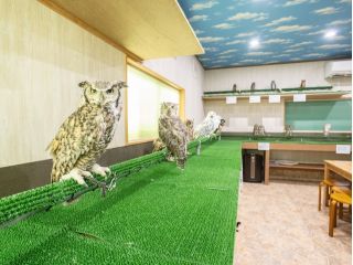 たくさんのふくろう達がお待ちしています。