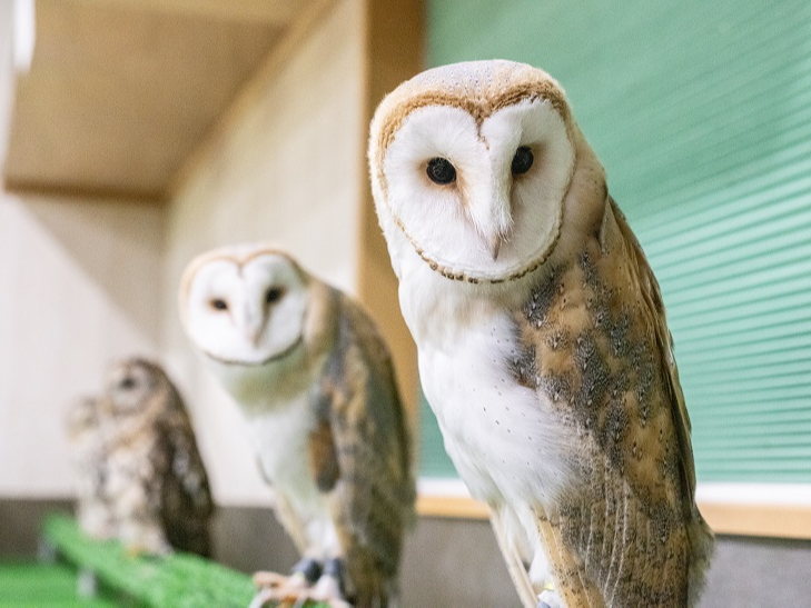 こんなに近くでふれあいができます。