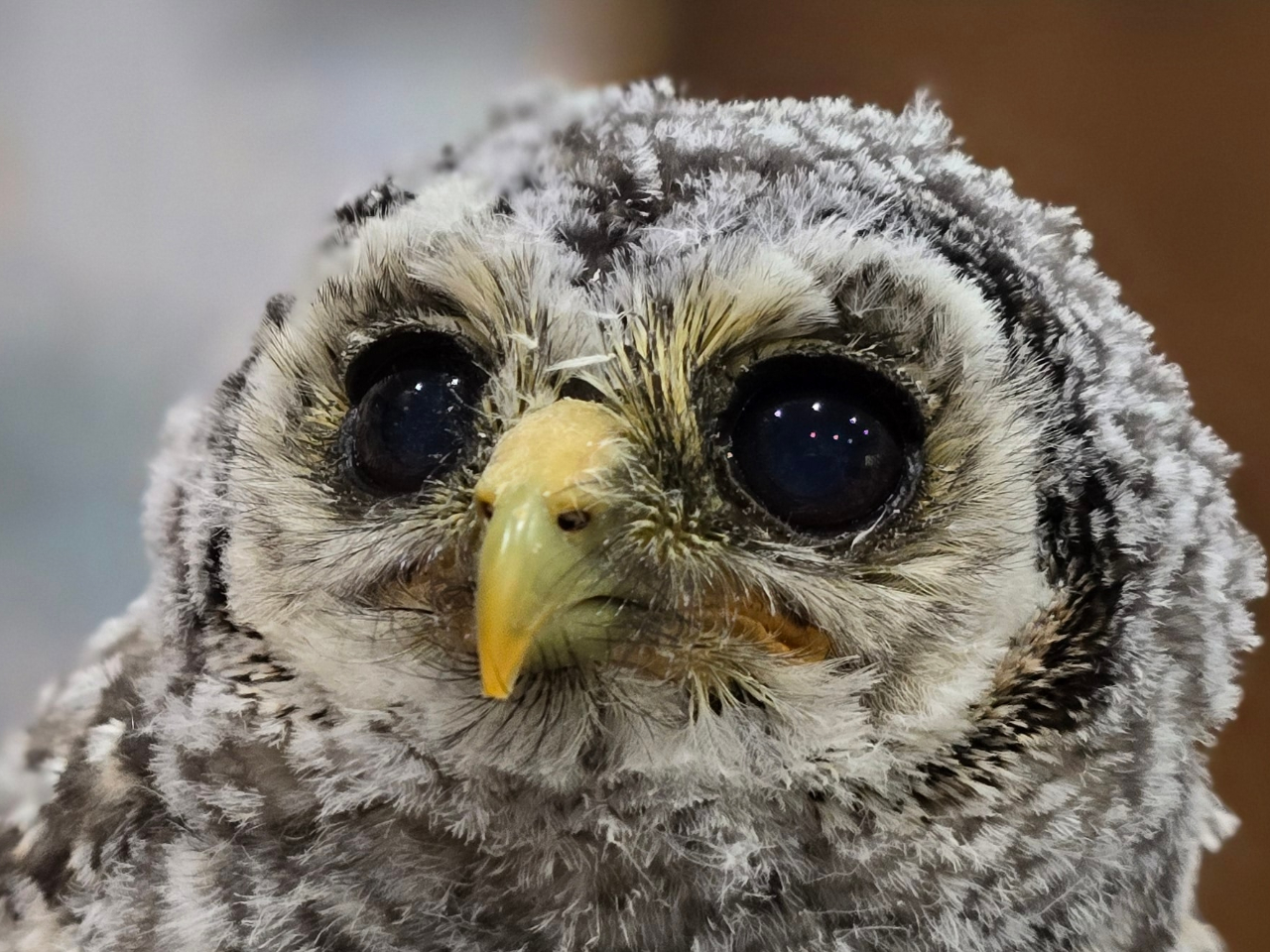 可愛い子がご来店をお待ちしてます