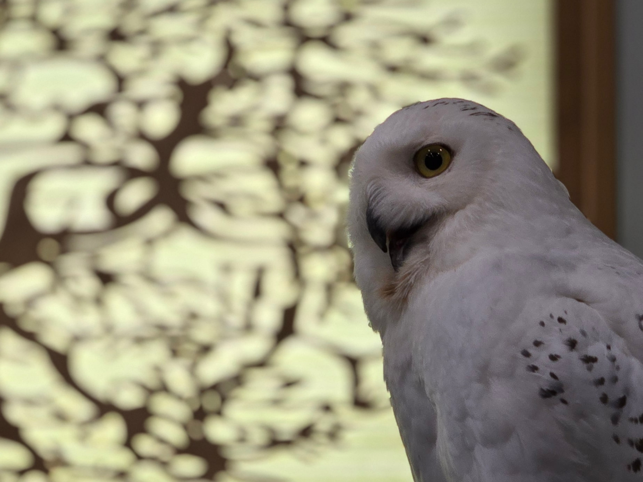 映画ハリーポッターで有名になったシロフクロウに会えます