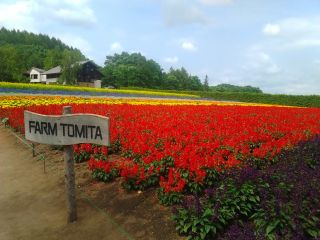 ファーム富田です。ラベンダーは7月が見頃となります。ラベンダーの時期以外にも、沢山の花が咲き乱れます。