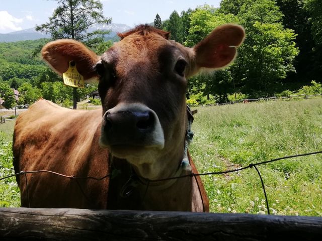 土日祝 午後2時から限定 ふれあい乳しぼり体験 奥飛騨山之村牧場 じゃらん遊び体験 土日祝 午後2時から限定 ふれあい乳しぼり体験 奥飛騨山之村牧場 じゃらん遊び体験