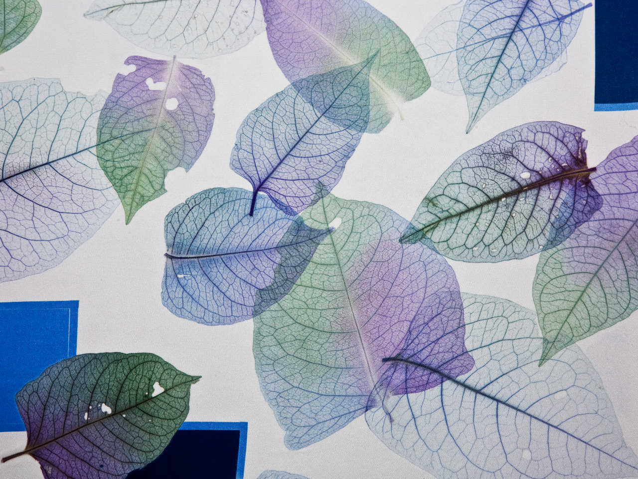 �t���ς̗t�������R�̂܂܂ɂ��Ȃ��� �N�₩�Ƀ��b�L�[�J���[�Ő��߂��܂��B