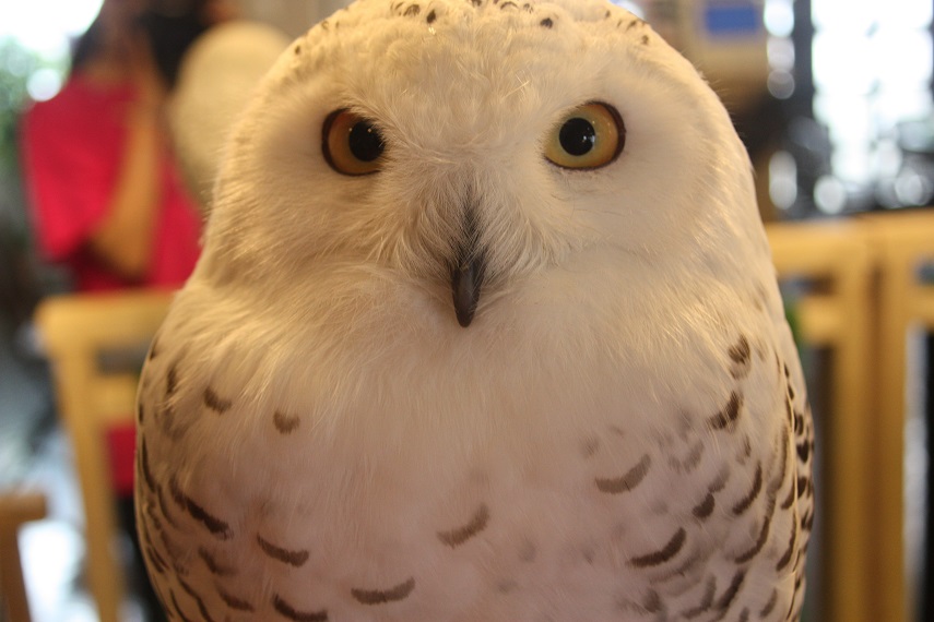 鎌倉 湘南でふくろうとのふれあい体験 1時間ワンドリンク付 ファミリー カップル 女性にオススメ 湘南ふくろうパーク じゃらん遊び体験