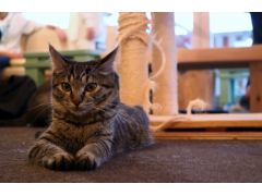 ねこのいえ 予約 アクセス 割引クーポン じゃらんnet ねこのいえ 予約 アクセス 割引クーポン じゃらんnet