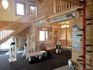 フリードリンク付き 猫カフェdeねこふれあい体験 60分コース ねこのいえ じゃらん遊び体験 フリードリンク付き 猫カフェdeねこふれあい体験 60分コース ねこのいえ じゃらん遊び体験