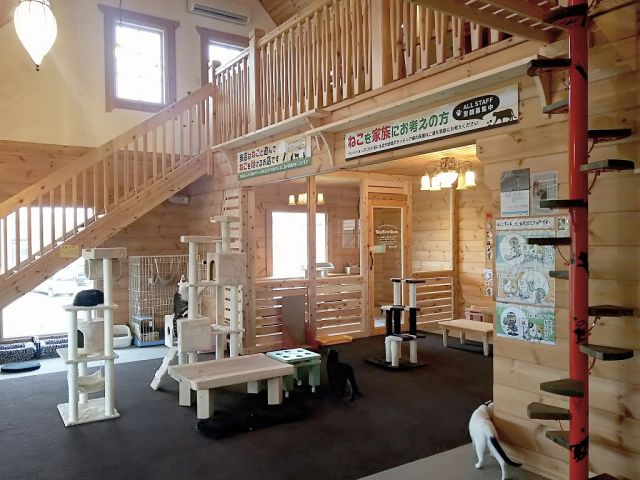 フリードリンク付き 猫カフェdeねこふれあい体験 60分コース ねこのいえ じゃらん遊び体験 フリードリンク付き 猫カフェdeねこふれあい体験 60分コース ねこのいえ じゃらん遊び体験