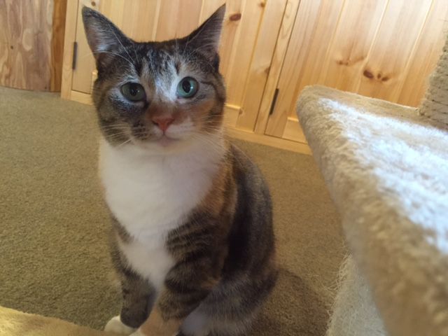 フリードリンク付き 猫カフェdeねこふれあい体験 60分コース ねこのいえ じゃらん遊び体験 フリードリンク付き 猫カフェdeねこふれあい体験 60分コース ねこのいえ じゃらん遊び体験