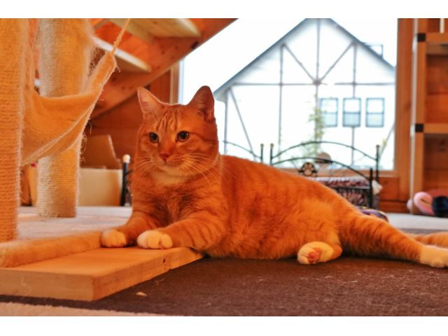 フリードリンク付き 猫カフェdeねこふれあい体験 60分コース ねこのいえ じゃらん遊び体験 フリードリンク付き 猫カフェdeねこふれあい体験 60分コース ねこのいえ じゃらん遊び体験