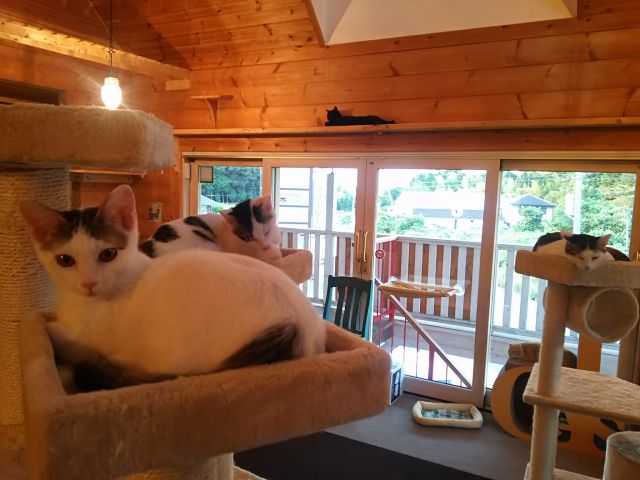 フリードリンク付き 猫カフェdeねこふれあい体験 60分コース ねこのいえ じゃらん遊び体験 フリードリンク付き 猫カフェdeねこふれあい体験 60分コース ねこのいえ じゃらん遊び体験