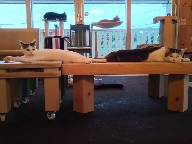 フリードリンク付き 猫カフェdeねこふれあい体験 60分コース ねこのいえ じゃらん遊び体験 フリードリンク付き 猫カフェdeねこふれあい体験 60分コース ねこのいえ じゃらん遊び体験