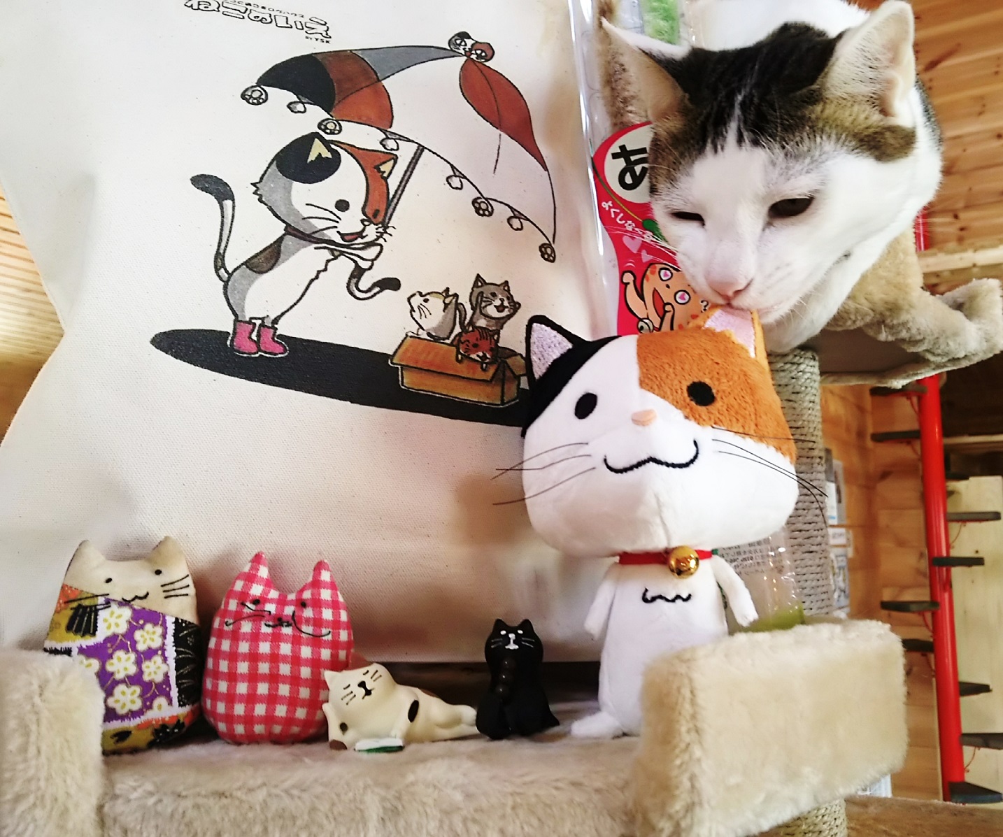 フリードリンク付き 猫カフェdeねこふれあい体験 たっぷり2時間コース ねこのいえ じゃらん遊び体験 フリードリンク付き 猫カフェdeねこふれあい体験 たっぷり2時間コース ねこのいえ じゃらん遊び体験