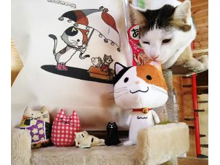 フリードリンク付き 猫カフェdeねこふれあい体験 たっぷり2時間コース ねこのいえ じゃらん遊び体験 フリードリンク付き 猫カフェdeねこふれあい体験 たっぷり2時間コース ねこのいえ じゃらん遊び体験