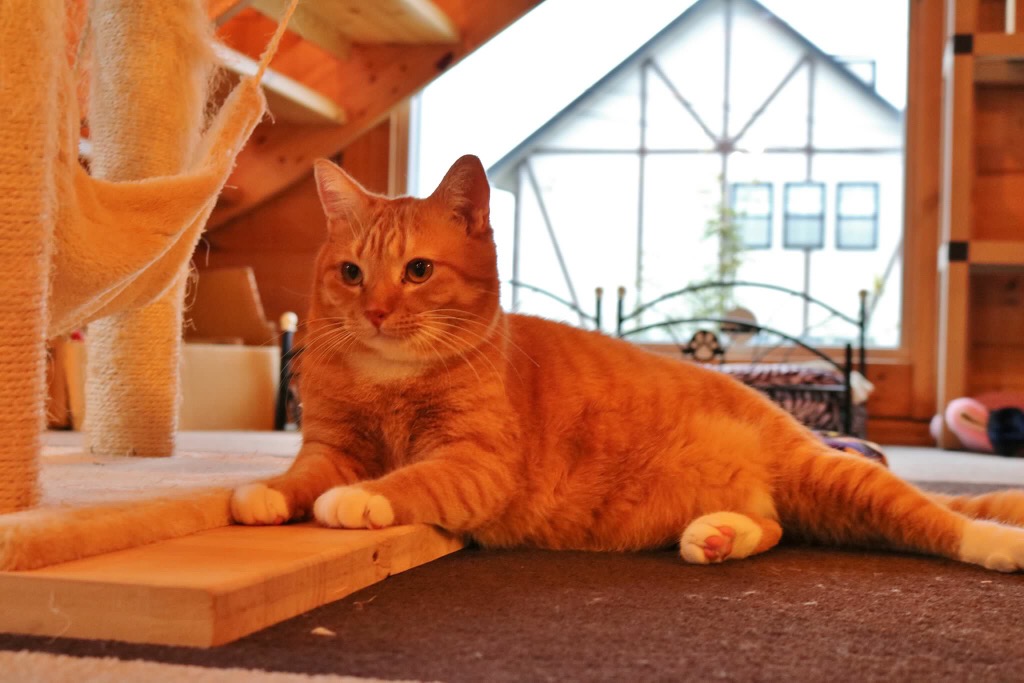 フリードリンク付き 猫カフェdeねこふれあい体験 たっぷり2時間コース ねこのいえ じゃらん遊び体験 フリードリンク付き 猫カフェdeねこふれあい体験 たっぷり2時間コース ねこのいえ じゃらん遊び体験