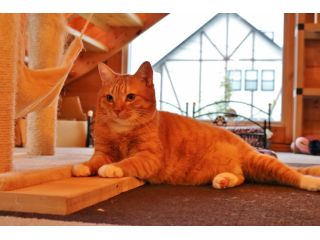 フリードリンク付き 猫カフェdeねこふれあい体験 たっぷり2時間コース ねこのいえ じゃらん遊び体験 フリードリンク付き 猫カフェdeねこふれあい体験 たっぷり2時間コース ねこのいえ じゃらん遊び体験