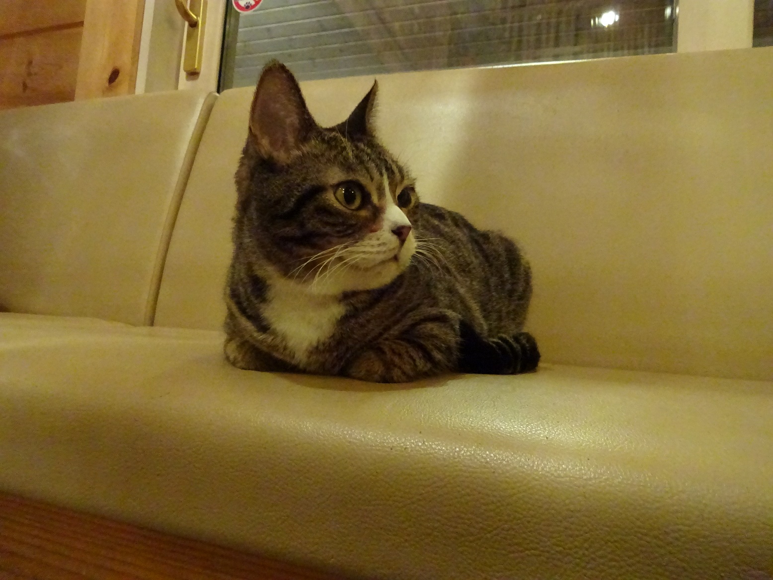 フリードリンク付き 猫カフェdeねこふれあい体験 たっぷり2時間コース ねこのいえ じゃらん遊び体験 フリードリンク付き 猫カフェdeねこふれあい体験 たっぷり2時間コース ねこのいえ じゃらん遊び体験