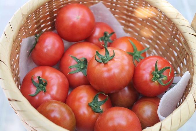 �g�}�g�P�����ڈ�