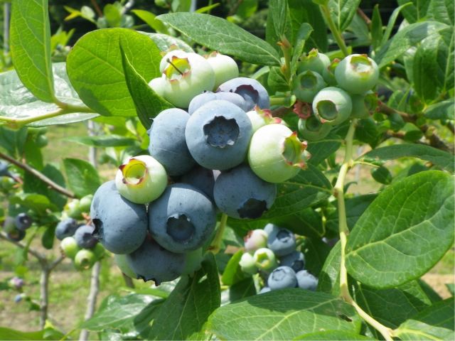 23年夏開催予定 時間無制限 食べ放題 甘さと大きさが自慢のブルーベリー狩り 圏央道木更津東icから車で10分 無料駐車場あり ブルーベリー園のらり くらり じゃらん遊び体験 23年夏開催予定 時間無制限 食べ放題 甘さと大きさが自慢のブルーベリー狩り 圏央道木更津東icから車で10分 無料駐車場あり ブルーベリー園のらり くらり じゃらん遊び体験