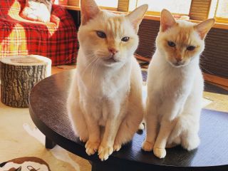 お一組様貸切 ネコカフェ入場料 1ドリンク キャットカフェ ミーチェ じゃらん遊び体験 お一組様貸切 ネコカフェ入場料 1ドリンク キャットカフェ ミーチェ じゃらん遊び体験