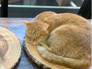 お一組様貸切 ネコカフェ入場料 1ドリンク キャットカフェ ミーチェ じゃらん遊び体験 お一組様貸切 ネコカフェ入場料 1ドリンク キャットカフェ ミーチェ じゃらん遊び体験