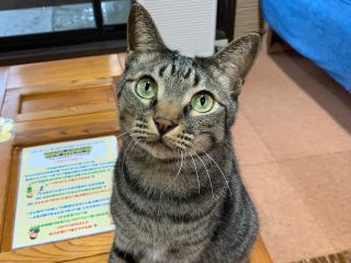 お一組様貸切 ネコカフェ入場料 1ドリンク キャットカフェ ミーチェ じゃらん遊び体験 お一組様貸切 ネコカフェ入場料 1ドリンク キャットカフェ ミーチェ じゃらん遊び体験