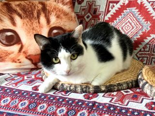お一組様貸切 ネコカフェ入場料 1ドリンク キャットカフェ ミーチェ じゃらん遊び体験 お一組様貸切 ネコカフェ入場料 1ドリンク キャットカフェ ミーチェ じゃらん遊び体験