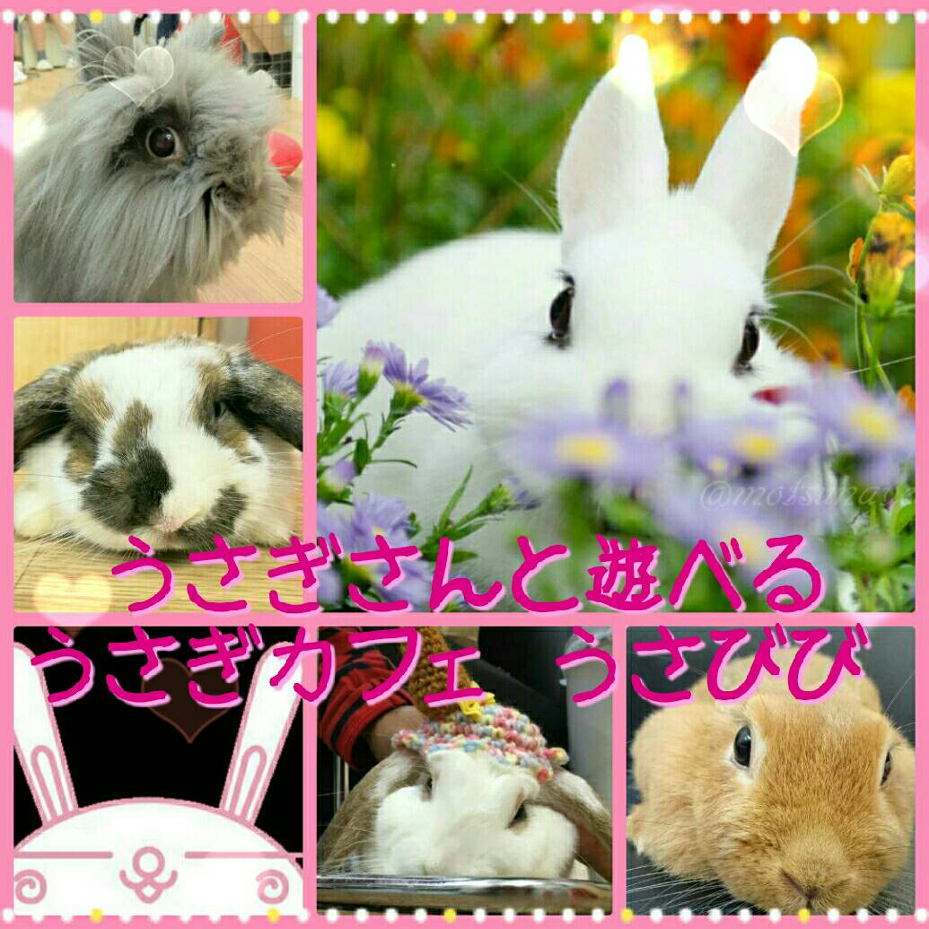 兎に角可愛い うさぎカフェ うさびび 池袋 の口コミ じゃらんnet