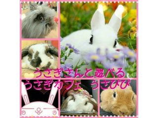うさぎさんと遊べるうさぎカフェ うさびび【池袋】