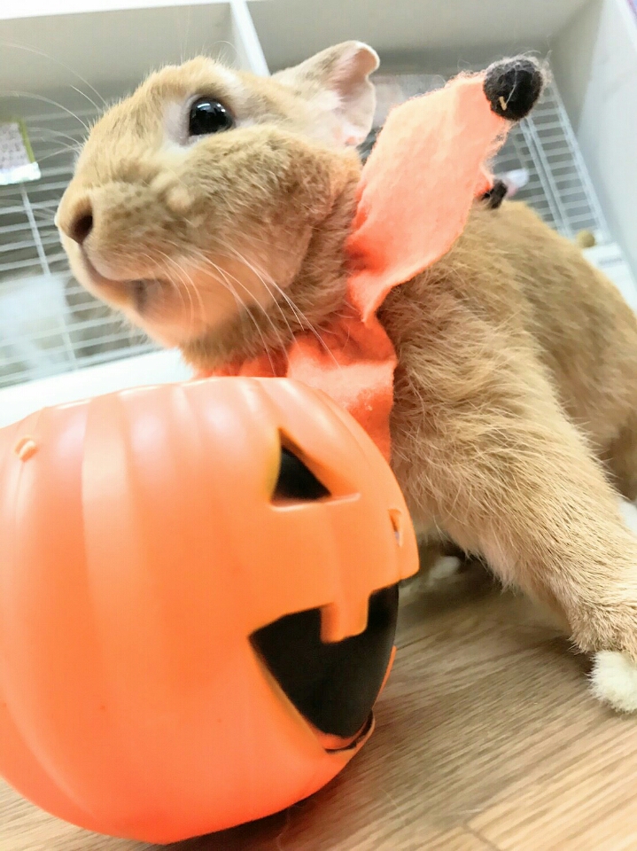 nEBɂ̓RXvȂǁACxgɂ͕qłB