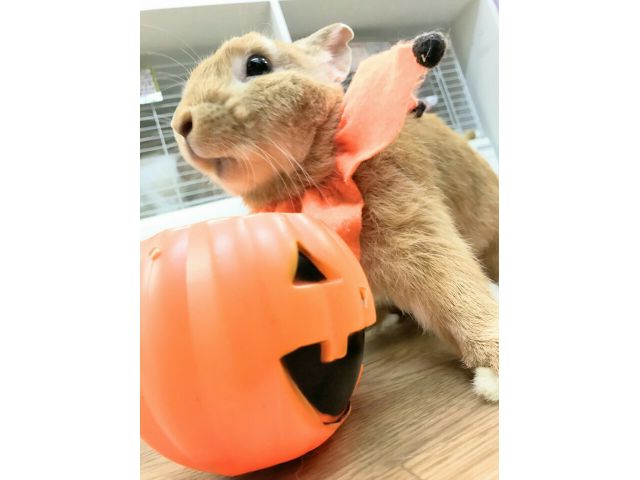 ハロウィン時にはコスプレをするなど、イベントには敏感です。