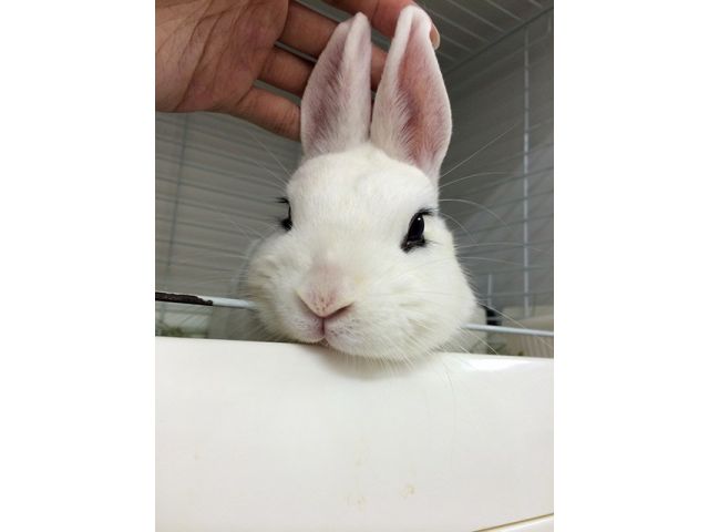 うさぎさんはなでなでも大好き!
なでられるとうっとりします。
