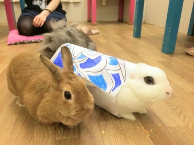 こいのぼりにふんしたうさぎの女王「びび様」です。