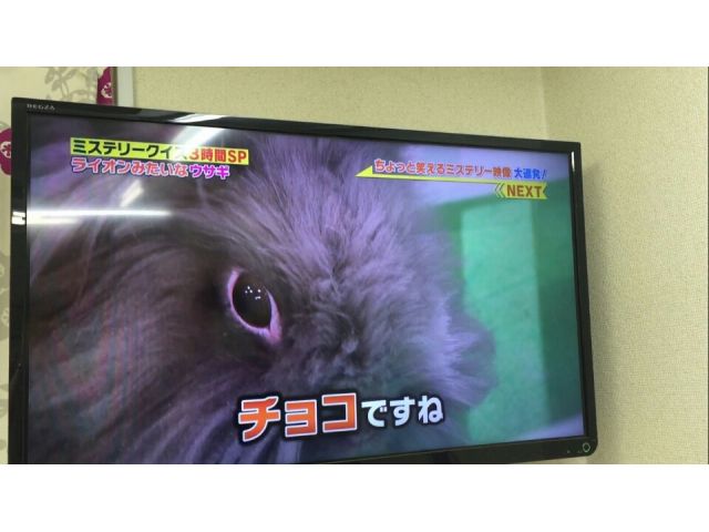 純血ライオンヘッドのちょこちゃんは「世界丸見えテレビ特捜部」にも出演しました。