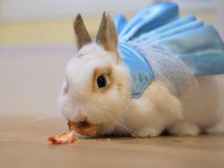池袋駅チカ 本物のウサギさんと自由に遊べるうさぎカフェ おやつ付き 60分体験プラン じゃらん限定特典付き うさぎカフェ うさびび 池袋 じゃらん遊び体験 池袋駅チカ 本物のウサギさんと自由に遊べるうさぎカフェ おやつ付き 60分体験プラン じゃらん限定特典付き うさぎカフェ うさびび 池袋 じゃらん遊び体験