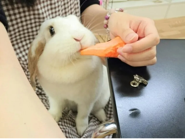 匂いが気になる 明らかにうさぎのおなかの調子が悪い うさぎカフェ うさびび 池袋 の口コミ じゃらんnet 匂いが気になる 明らかにうさぎのおなかの調子が悪い うさぎカフェ うさびび 池袋 の口コミ じゃらんnet