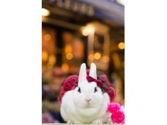 東京の動物カフェランキングtop10 じゃらんnet
