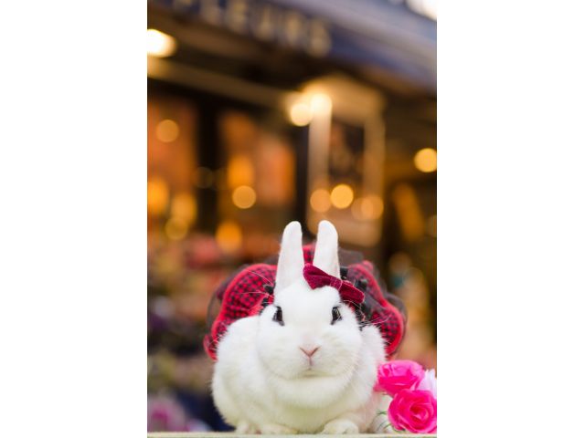 池袋駅チカ 本物のウサギさんと自由に遊べるうさぎカフェ 貸切60分プラン じゃらん限定特典付き うさぎカフェ うさびび 池袋 じゃらん遊び体験