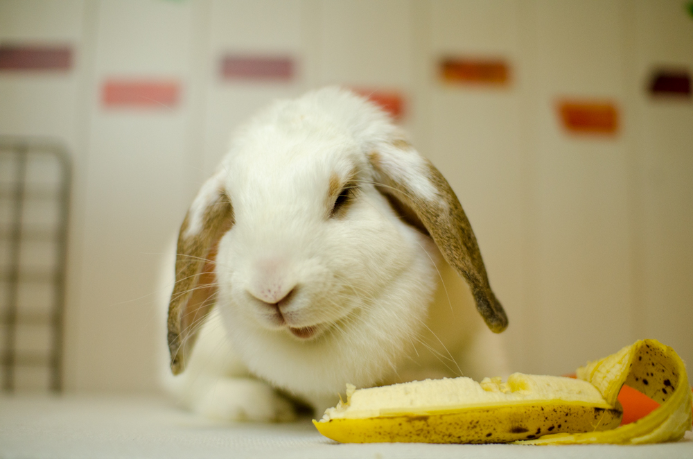 тт͕̂\ƂĂLł
ʐ^͂ƂĂHṼ~bV(bvC[)