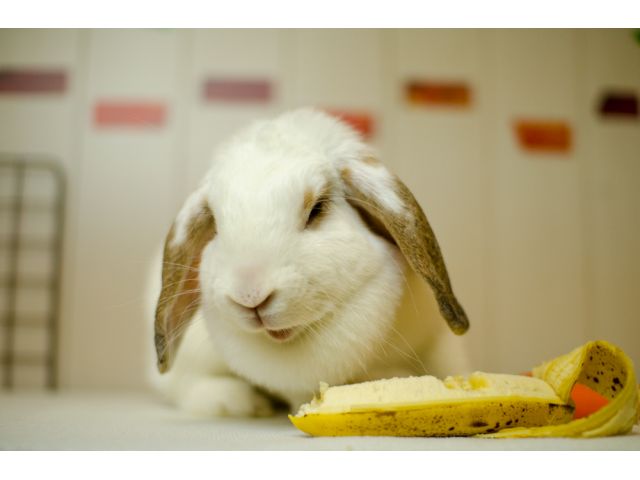 うさびびのうさぎさんは表情がとても豊かです♪
※写真はとっても食いしん坊のミッシュちゃん(ロップイヤー)