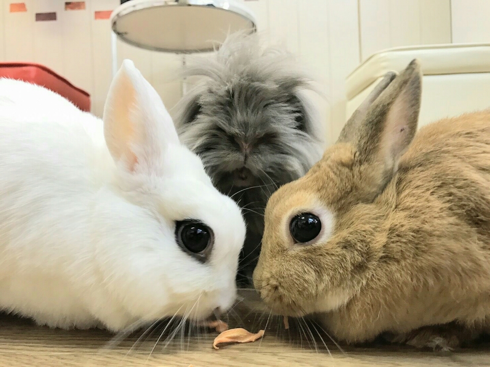 池袋駅チカ 本物のウサギさんと自由に遊べるうさぎカフェ 貸切60分プラン じゃらん限定特典付き うさぎカフェ うさびび 池袋 じゃらん遊び体験