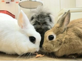 池袋駅チカ 本物のウサギさんと自由に遊べるうさぎカフェ 貸切60分プラン じゃらん限定特典付き うさぎカフェ うさびび 池袋 じゃらん遊び体験