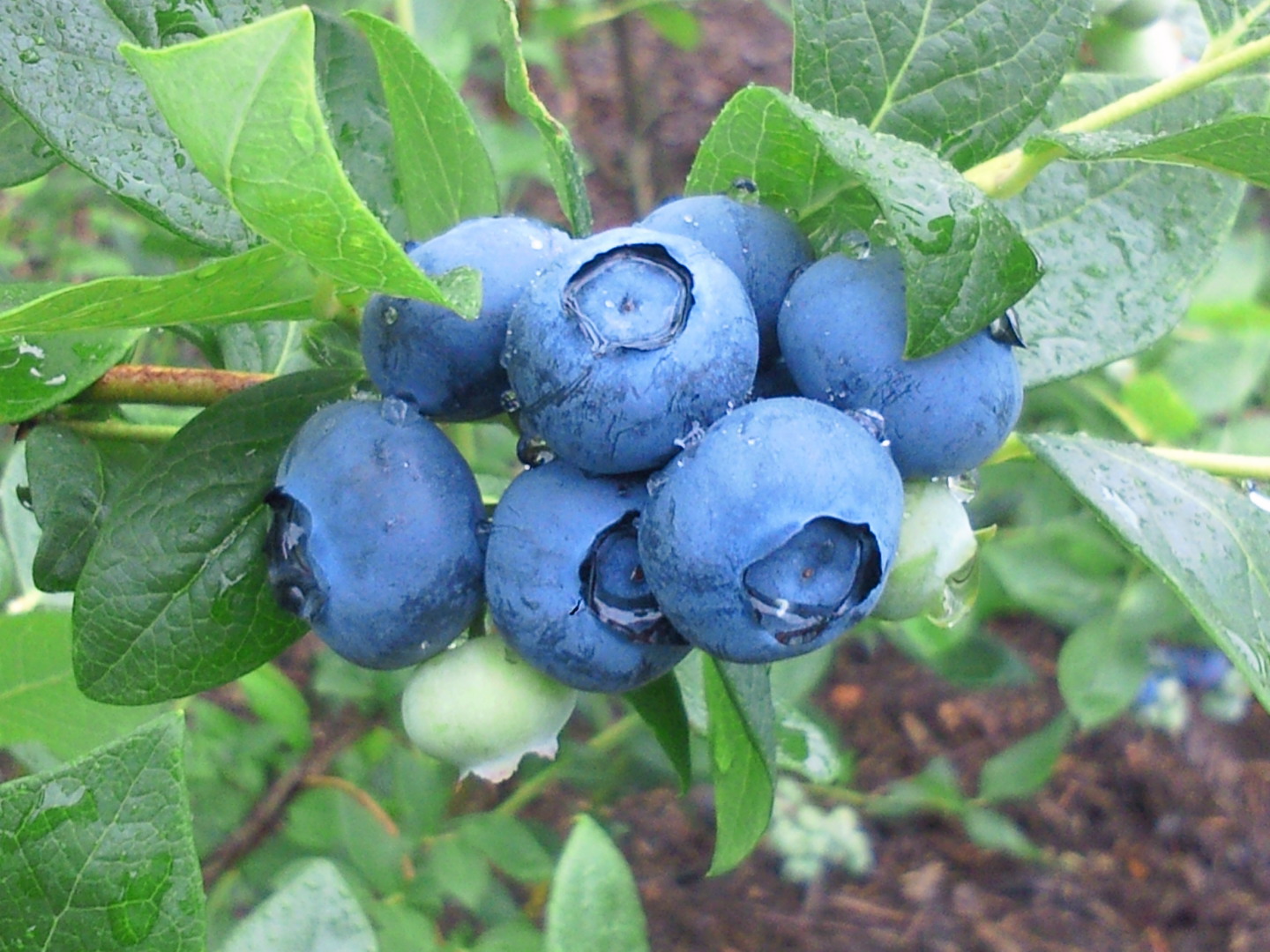 �嗱�u���[�x���[�������Ɏ����Ă���܂��B��50��ނ̐H�ה�ׂ��\�ł��B