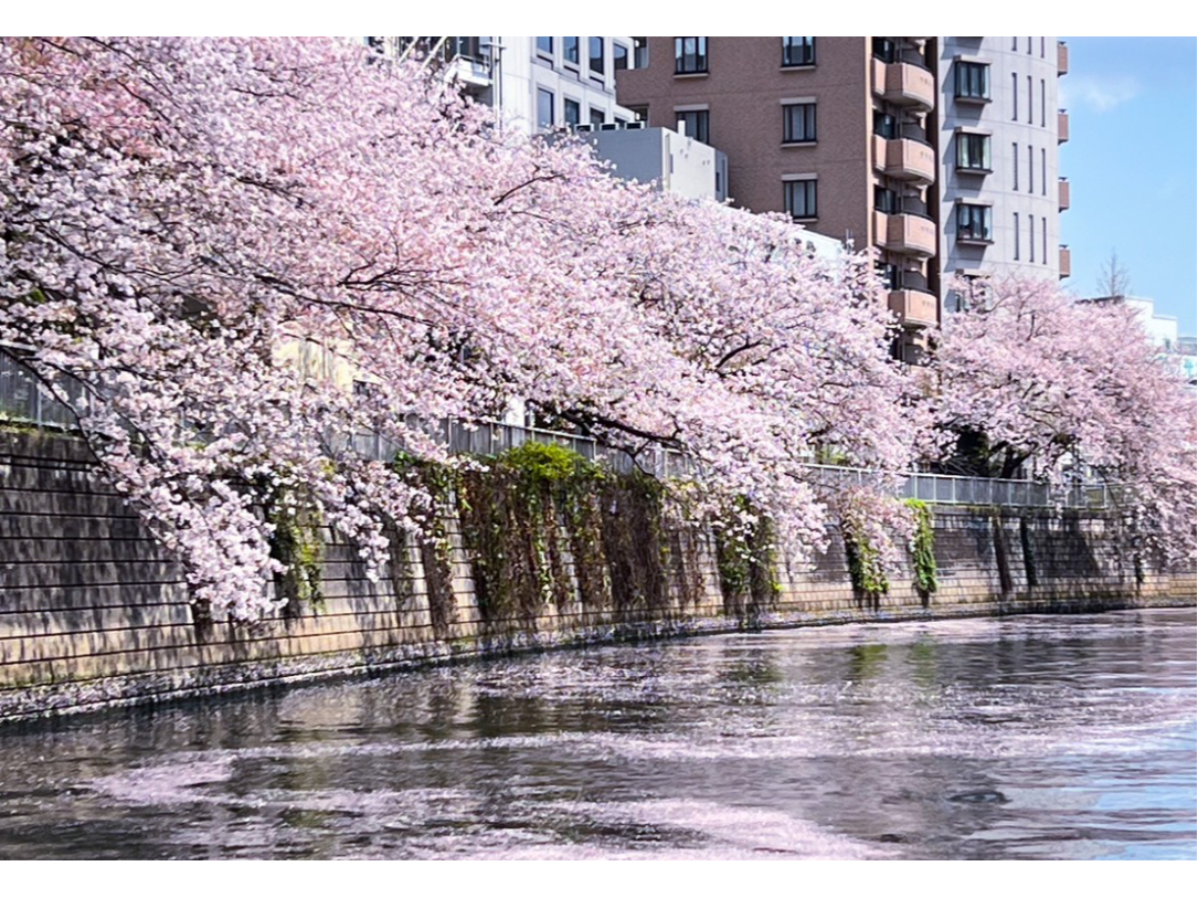 花見 かつしかの桜 区内のお花見スポットを紹介します！（広報かつ