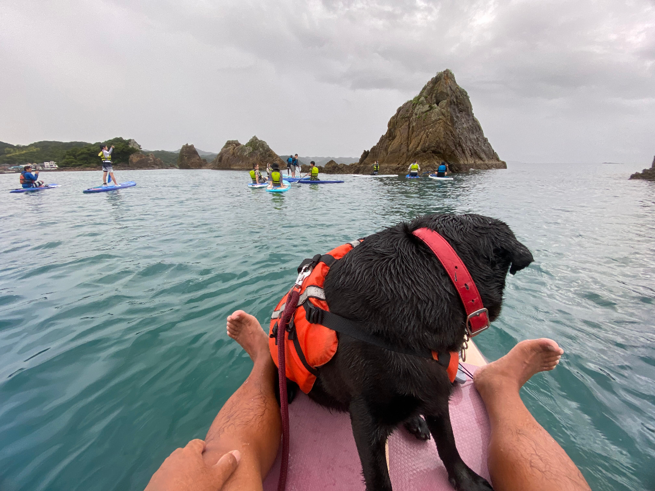 ワンちゃん用のライフジャケットもあるのでワンちゃんとも参加できます。