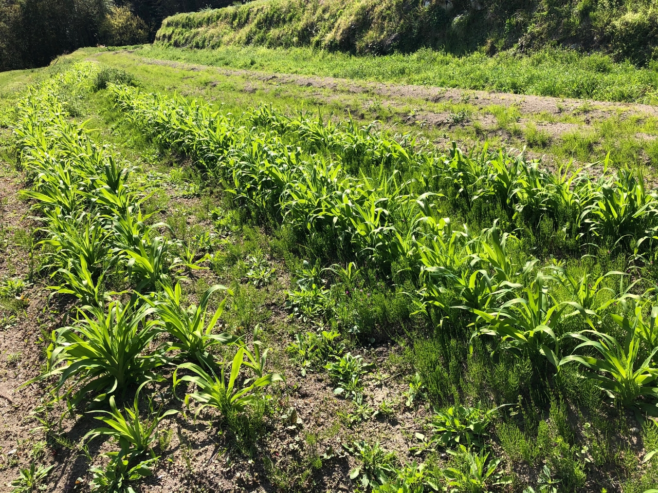 �����݁A���u�J���]�E�A���сA�t�킳�тȂǂ����n�ł��܂��B